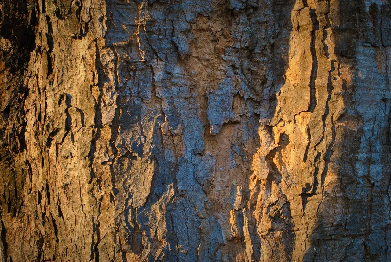 Essouchage d’arbre à Granby : Pourquoi engager un professionnel qualifié ?