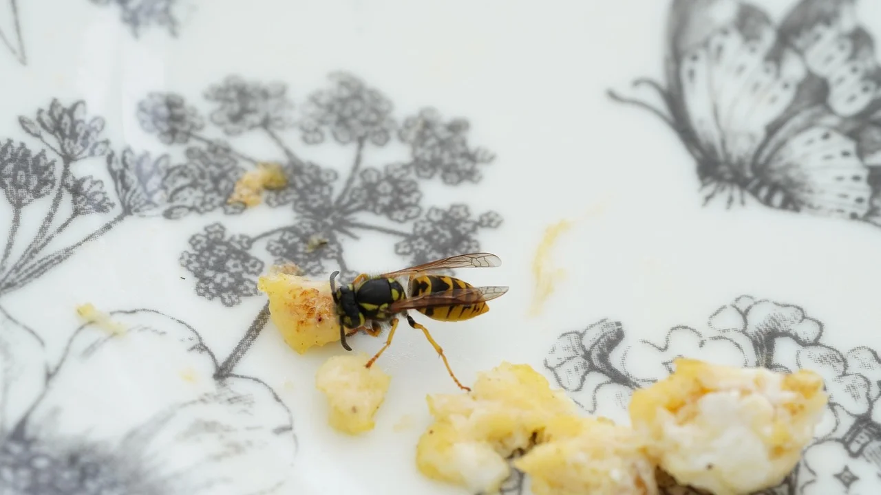Invasion de guêpes à domicile : comment réagir ?