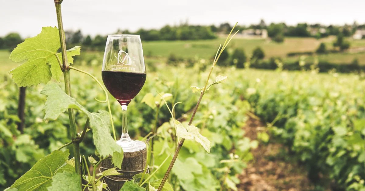 Un verre de vin rouge dans un luxueux vignoble de Bourgogne pendant l'été.
